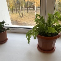 «Озеленение школы»